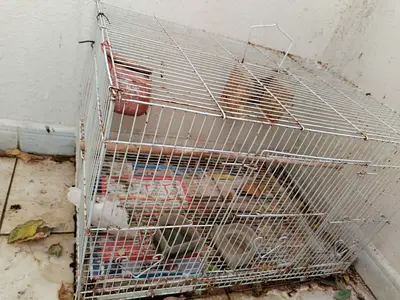 Used metal bird cage with food/water bowls