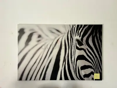 Framed Black & White Zebra Photo Print