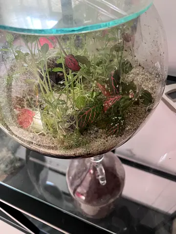 Glass Terrarium with Indoor Plants
