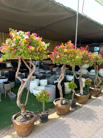 Multicolor Thai Bougainvillea