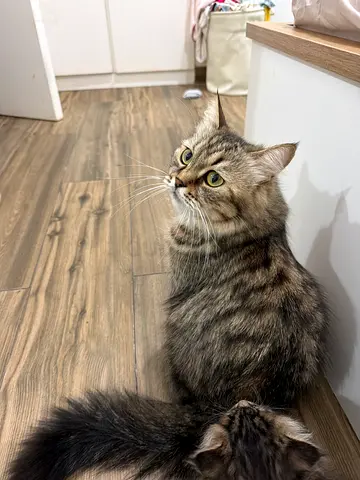 Female cat for adoption