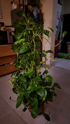 Large money plant in healthy condition