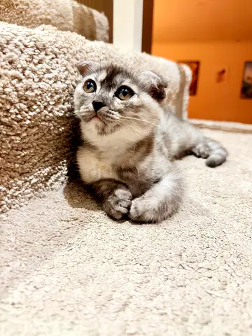 Scottish Fold Kitten | Super Calm