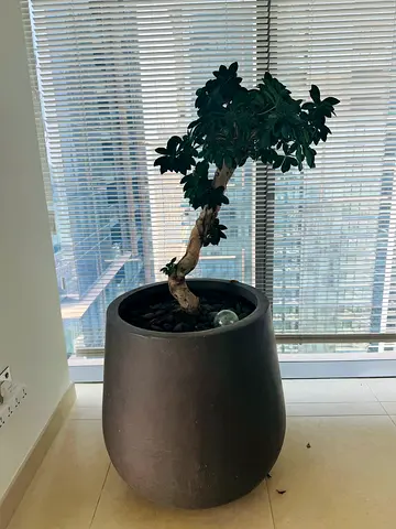3 indoor potted bonsai-style ficus tree with large black planter