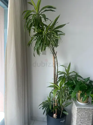 Plants for sale