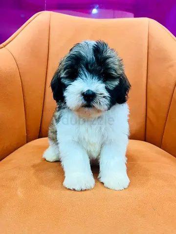 Friendly Shih Tzu mix puppy — 8 weeks, vaccinated