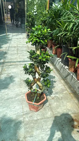 Indoor Potted Bonsai Tree - Healthy Live Plant