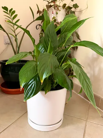 Potted Peace lily plant