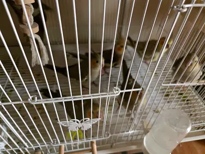 Cockatiel 45-50 days, 2nos