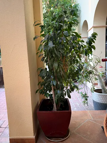 Ficus benjamina