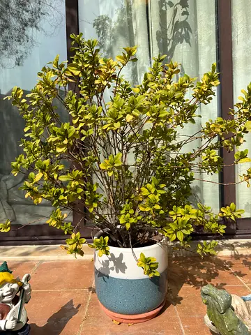 Potted gardenia plant