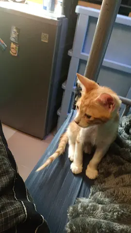 Cat for free adoption