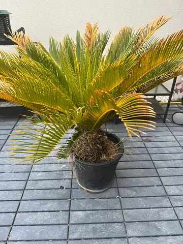 Potted Cycad / Sago Palm - Healthy Indoor/Outdoor Plant