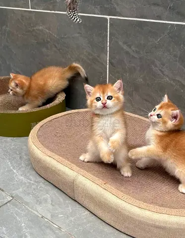 Munchkin kittens pure breed