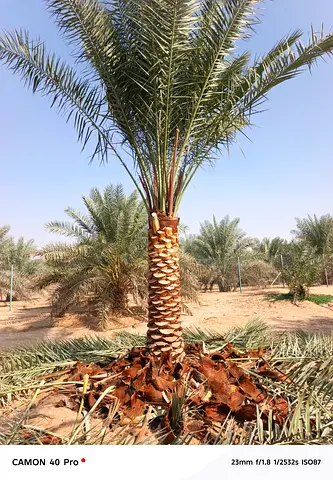 date palm tree for sale