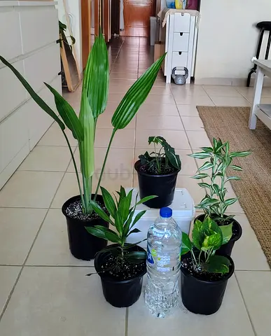 Take all 5 easy to take care  indoor plants Final price , last price , best price 80 dhs only