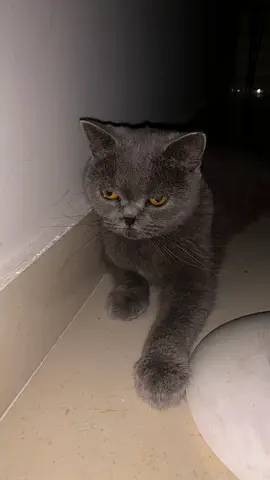 British Shorthair - Grey Female Ready for Rehoming