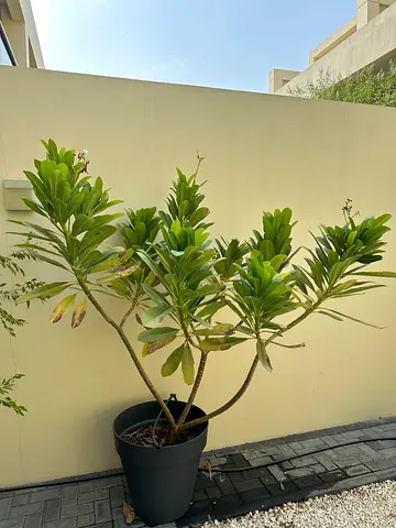 Large potted outdoor Plumeria ready to plant