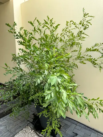 Large potted outdoor Orange Jasmine