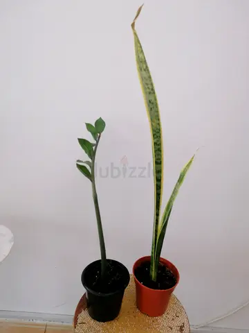 2 Indoor plants