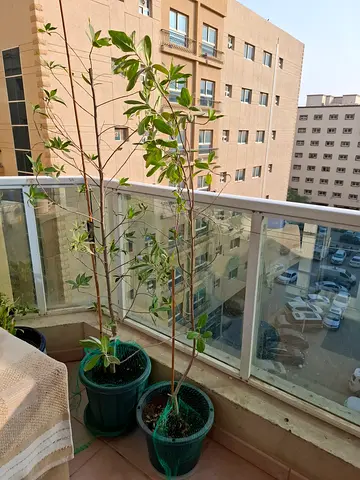 Two tall potted indoor/outdoor plants on balcony - easy care