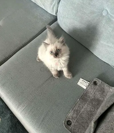 Pure Ragdoll Kitten Blue Eyes
