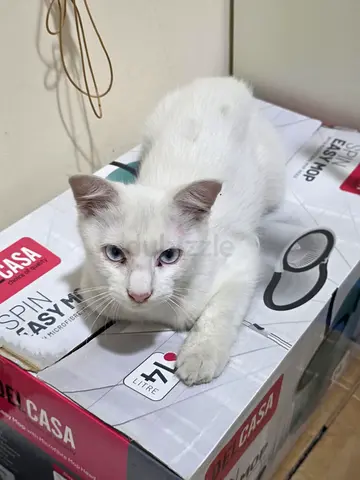 Turkish Angora , White kitten with blue eyes - young male, friendly- available for adoption