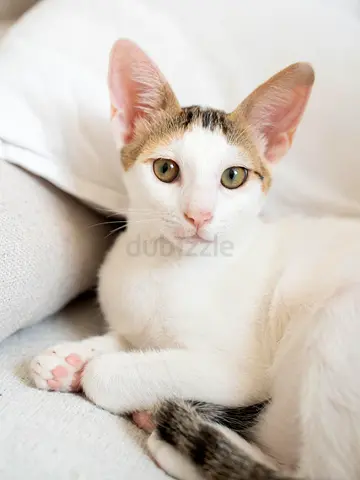 Beautiful Olive looking for a home