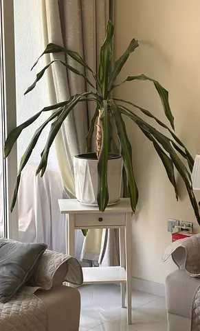 Natural Indoor Plant