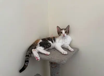 Trained kitten for free adoption