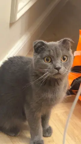 Free British shorthair for adoption with all amenities
