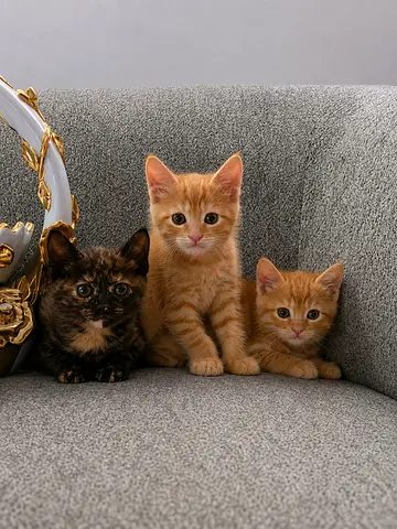 (Urgent) Kittens British Short Hair for Adoption