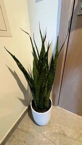 Healthy Indoor Plants