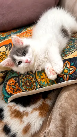 4 Gorgeous Persian Chánchilla pure breed 72 days