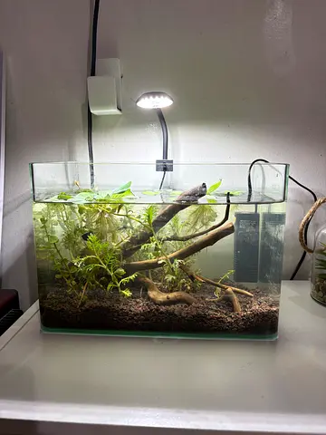 Fish tank with aquarium plants