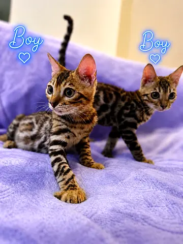 Bengal Cat