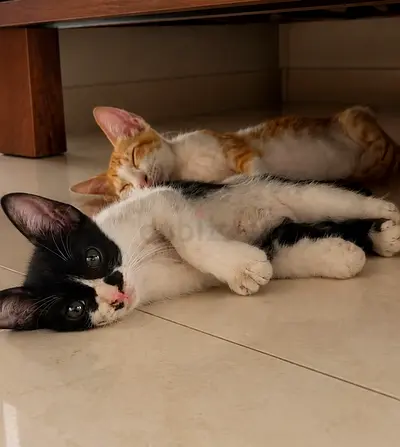 kittens available for adoption — black & white and orange tabby - cutest kittens ever you will find