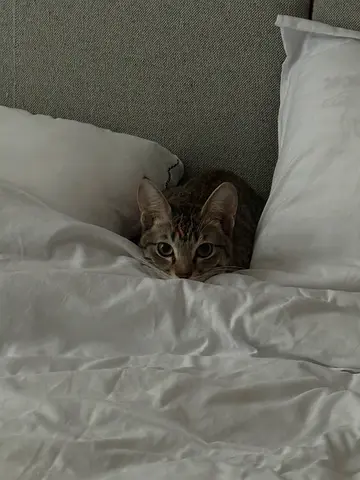 Friendly young tabby cat looking for a new home