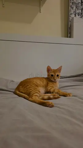 Friendly 6 months old Ginger vaccinated Cat Looking for a New Home
