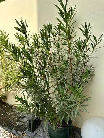 2x Potted outdoor Oleander mix white/ pink and pink