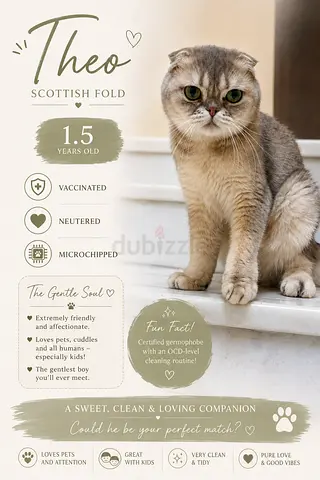 Cat for rehoming