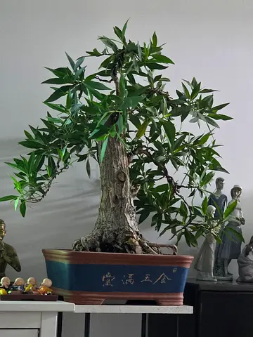 Bonsai tree
