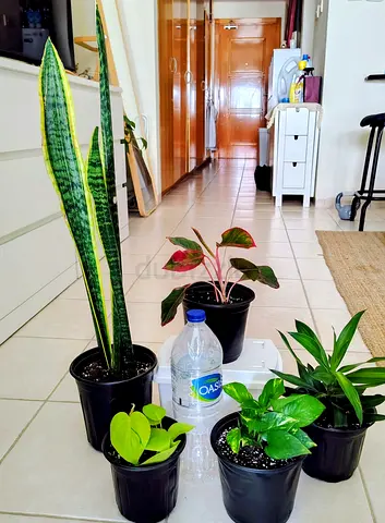 Collection of 5 Indoor Potted Plants – Snake Plant, Philodendron, Pothos and More