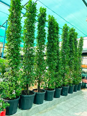 Tall Potted Climbing Greenery/Privacy Plants - Set of 8