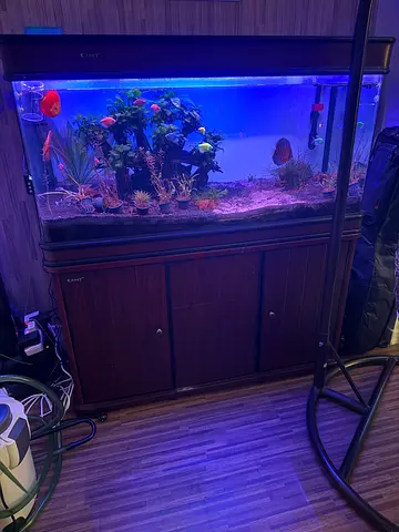 120cm Home Camry best planted aquarium Tank with LED Lighting,Filtration and collection of fishes
