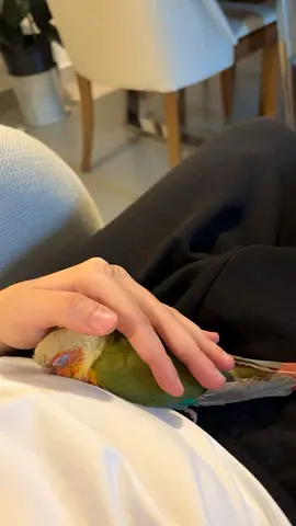 Pineapple conure