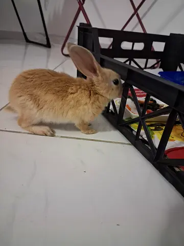 Bunny