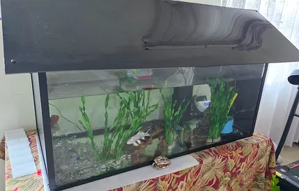 100cm Glass Fish Aquarium with Hood, Filter and Plants - Ready to Use