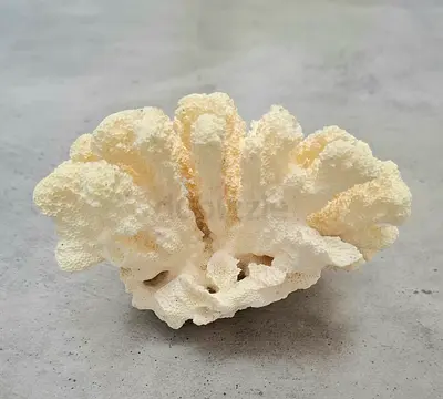 White Coral Ornament - Natural