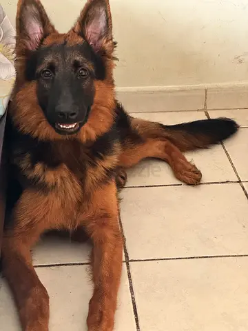 Friendly young German Shepherd available for adoption